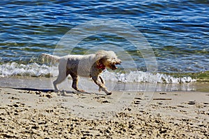 Wet Shaggy Dog on Sandy Beach