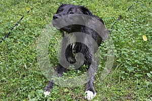 Wet Shepherd Dog Outdoors in Grass