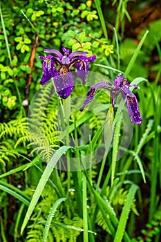 Wet Siberian iris in a nature reserve Potatso Pudacuo - Shangri-La