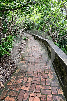 Wet and slippery brick path in tropical forest.