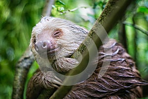 Wet sloth smiles in Punta Uva, Costa Rican Rainforest