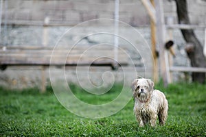 Wet small and dirty dog after a rain in a mountain village in Transylvania, Romania