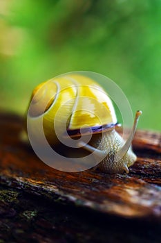 Wet snail on rainny day