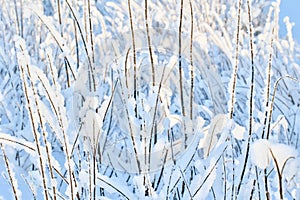 Wet snow on vertical branches of bush, winter graphic plant texture for design.