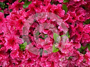 Wet Soaked Red Azalea Flowers in May