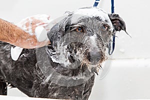 Wet Soapy Dog Taking a Bath