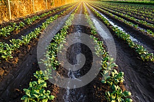 Wet soil on a potato plantation in the early morning. Rain and precipitation. Surface irrigation of crops on plantation.