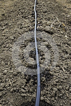 Wet soil spots from line of dripping irrigation over the plants