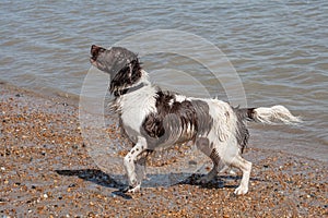 Wet Spaniel hoping for treats