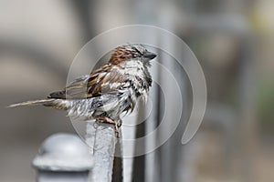 Wet sparrow in a city park. Close-up photo