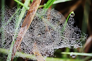 Wet spider web covered with rain drops