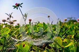 Wet spider web flowering clover plant on meadow, view from below, blue sky