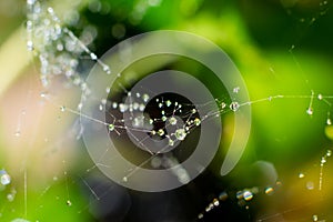 Wet spider web with lots of tiny water drops on it on green leafage bokeh