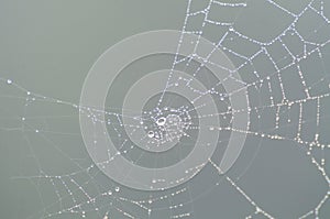 Dew drop on cobweb in the morning