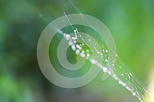 Wet spider web in rain drops. Summer nature details