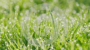 Wet Spring Green Grass Background With Dew Lawn Natural. Fresh Green Grass With Dew. Pan.