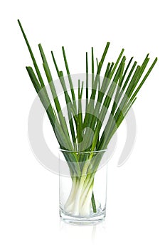 Wet spring onion in a glass