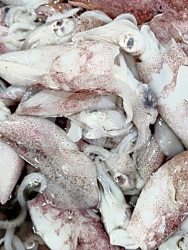 Wet squid that traders sell in the market