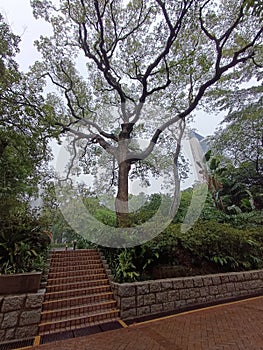 wet stairs to Kowloon park Hong Kong