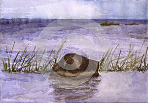 Wet stone in shallow water, watercolor