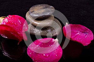 wet stones petal of a red rose bud with water drops on black background macro