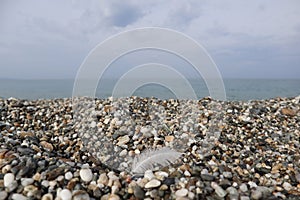 Wet stones and a seagull feather on the seashore after rain photo