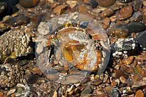 Wet Stones on Shingle Beach