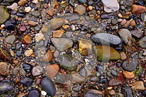 Wet stones with some seaweed on the beach