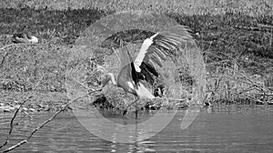 Wet stork goes out of the water in black and white