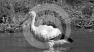 Wet stork stands in water in black and white