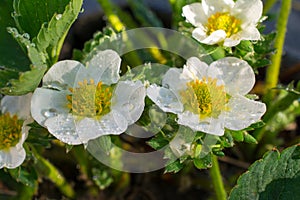 Wet strawberry flowers closeup.