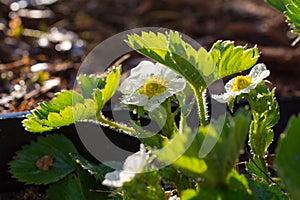 Wet strawberry flowers closeup.