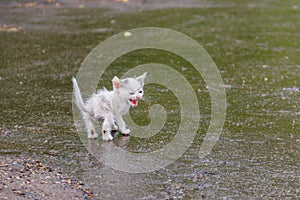 Wet stray sad kitten on street after a rain. Concept of protecting homeless animals