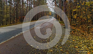 Wet street and bicycle path and wet leaves and trees