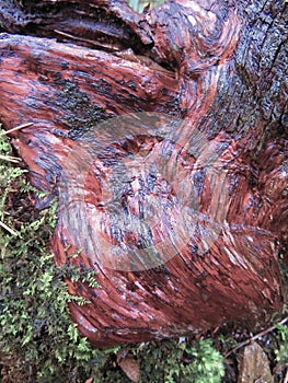 Wet striated red tree root