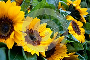 Wet sunflowers