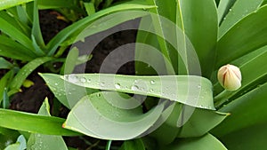 Wet surface of fresh green tulip leaves covered with transparent water drops. Natural leaf texture and defocused tulip bud. Spring