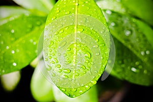 Wet Surface of Leaf