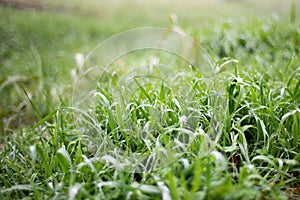 Wet tall grass. the green of nature