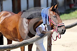 Wet terry cloth cotton towelling on head of a show jumper horse