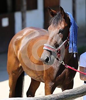 Wet terry cloth cotton towelling on head of a show jumper horse