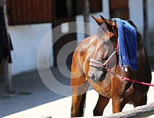 Wet terry cloth cotton towelling on head of a show jumper horse