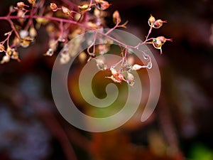 Wet tiny twig of garden plant with water drops after rain, moody autumn season