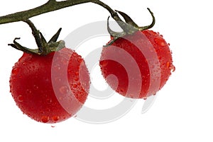 Wet tomatoes on vine
