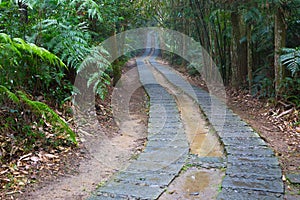 Wet trail leading deep into the jungle