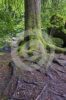 Wet tree trunk and green moss in forest close-up