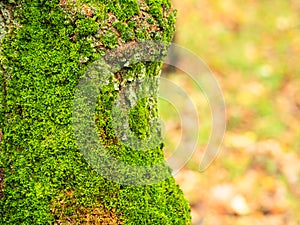 Wet tree trunk overgrown with moss in park in rain