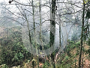 wet tree trunks in mist rainforest in Dazhai