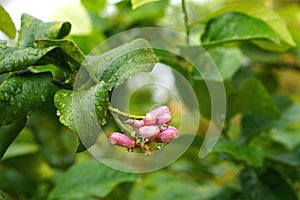 Wet trees leaves Lemon buds