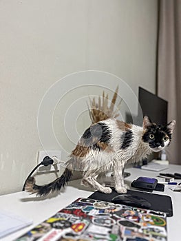 A wet tricolor cat sits on a computer table and stares at the camera with wide eyes